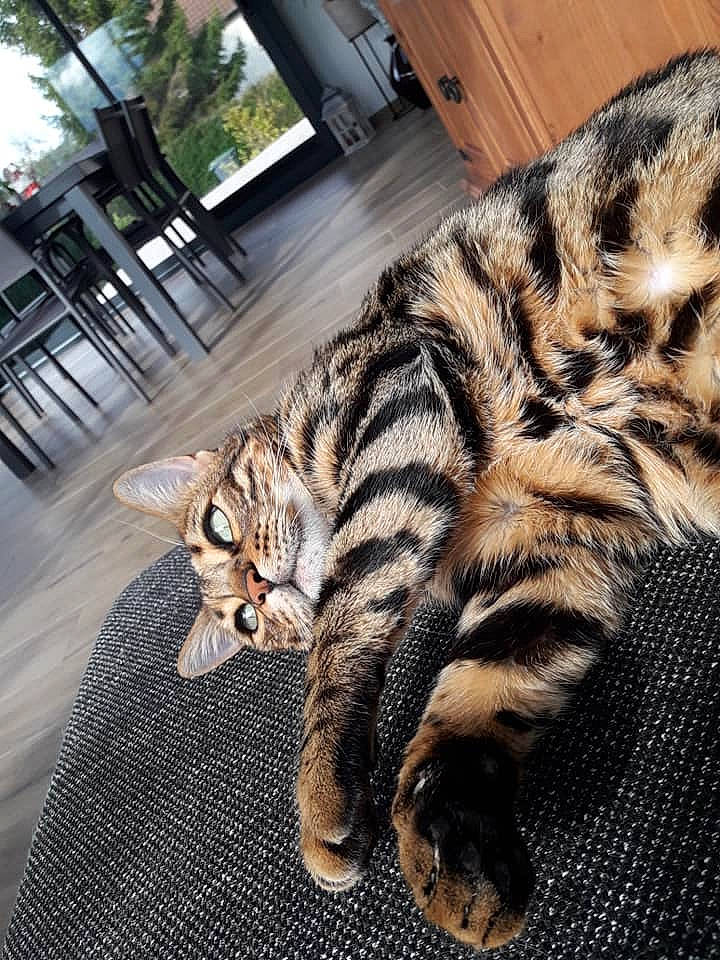 Mila participe au concours pour gagner de l'argent avec cette photo : carnivore, cat, claw, comfort, domestic_short_haired_cat, eye, fawn, felidae, foot, fur, nap, paw, plant, small_to_medium_sized_cats, snout, tail, terrestrial_animal, tree, whiskers, wildlife