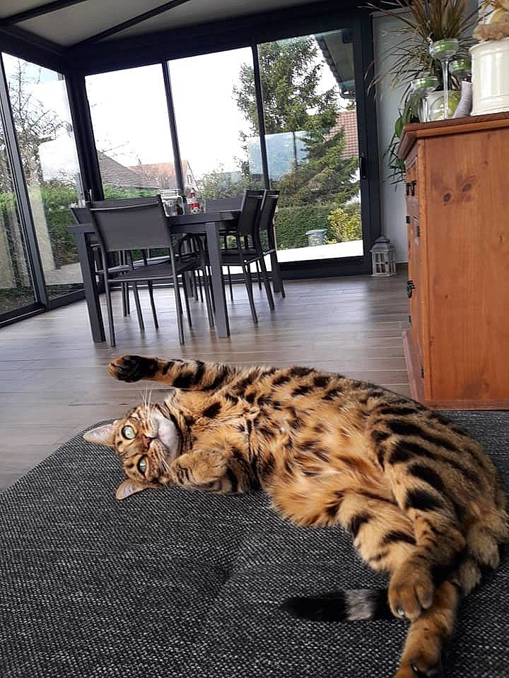 Mila a rejoint le concours — aidez-le/la à gagner de superbes lots ! cabinetry, carnivore, cat, comfort, fawn, felidae, floor, flooring, hardwood, houseplant, interior_design, living_room, plant, porch, small_to_medium_sized_cats, table, terrestrial_animal, tree, whiskers, wood