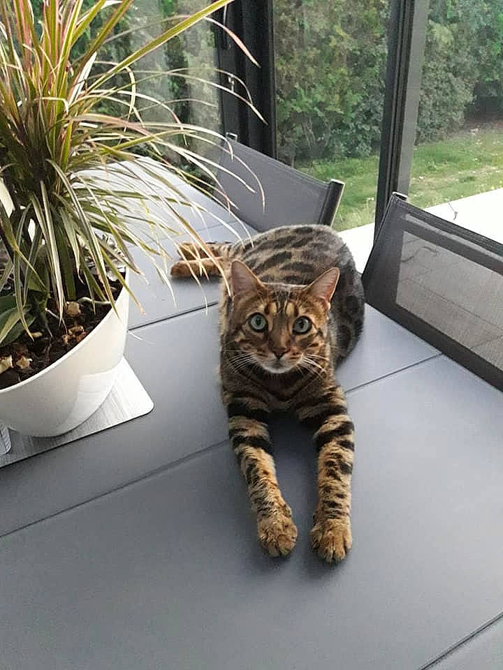 Mila a rejoint le concours — aidez-le/la à gagner de superbes lots ! arecales, carnivore, cat, chair, fawn, felidae, flooring, flowerpot, grass, houseplant, plant, small_to_medium_sized_cats, snapshot, table, tail, terrestrial_animal, terrestrial_plant, vertebrate, whiskers, window