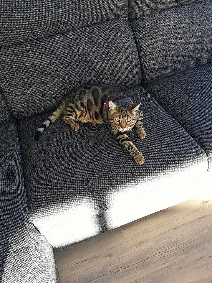 Mila participe au concours pour gagner de l'argent avec cette photo : carnivore, cat, comfort, domestic_short_haired_cat, fawn, felidae, floor, flooring, fur, grey, hardwood, linens, pattern, room, small_to_medium_sized_cats, snout, tail, terrestrial_animal, whiskers, wood