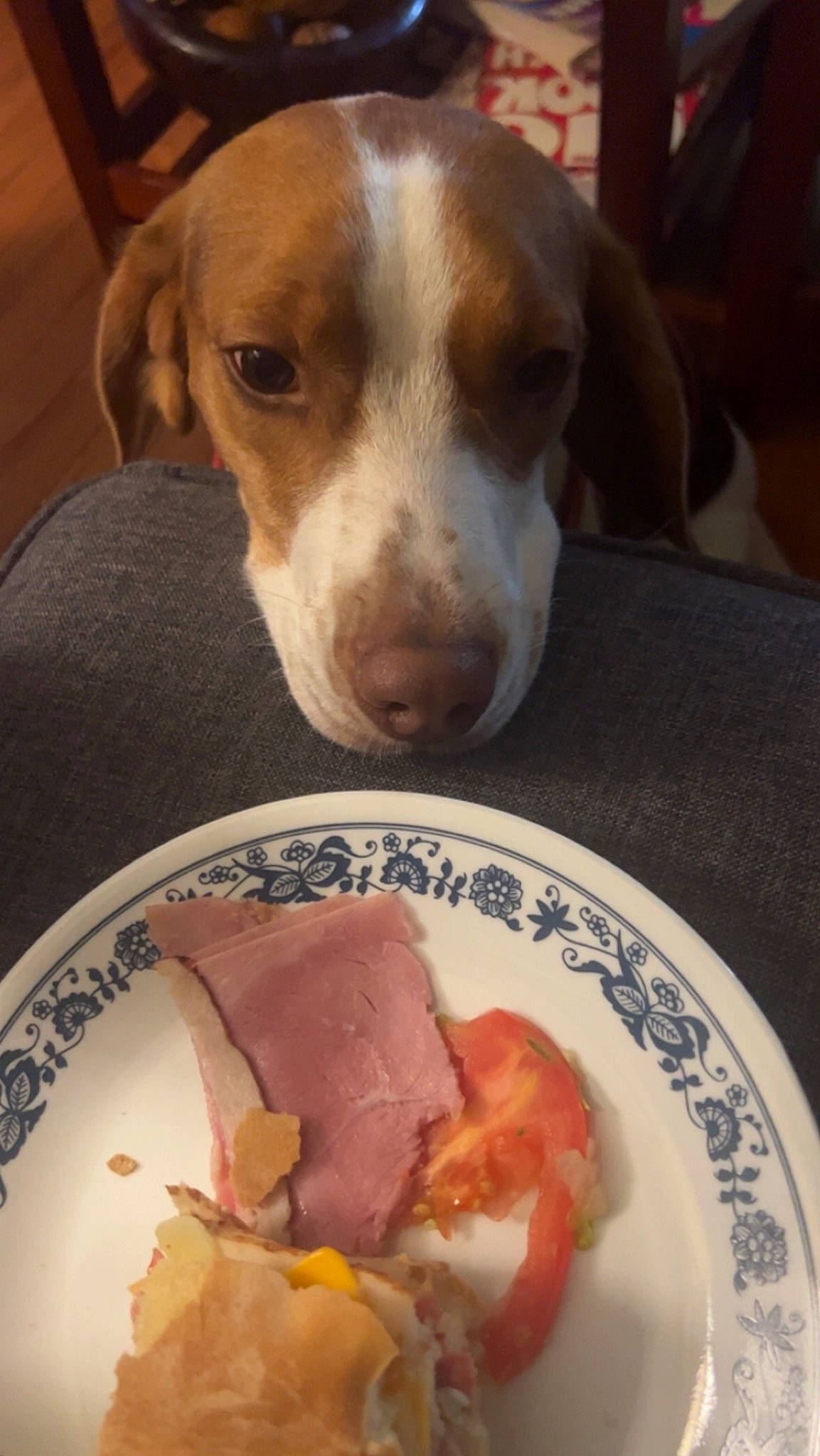 Chong joined the competition — help win amazing prizes! animal_fat, animal_product, bayonne_ham, carnivore, cold_cut, companion_dog, dishware, dog, food, ingredient, meat, pet_supply, plate, pork, produce, prosciutto, recipe, serveware, tableware, working_animal