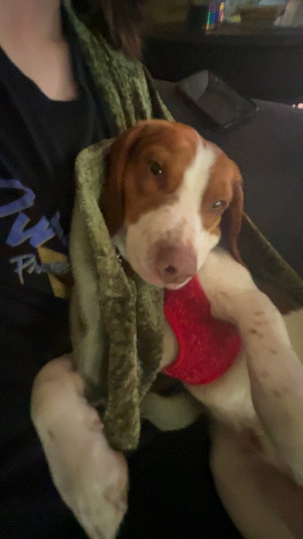 Chong is registered to the contest to win money with this photo: canidae, carnivore, collar, companion_dog, dog, dog_breed, dog_collar, dog_supply, ear, fawn, fur, hunting_dog, liver, non_sporting_group, pet_supply, sleeve, snout, sporting_group, whiskers, working_animal