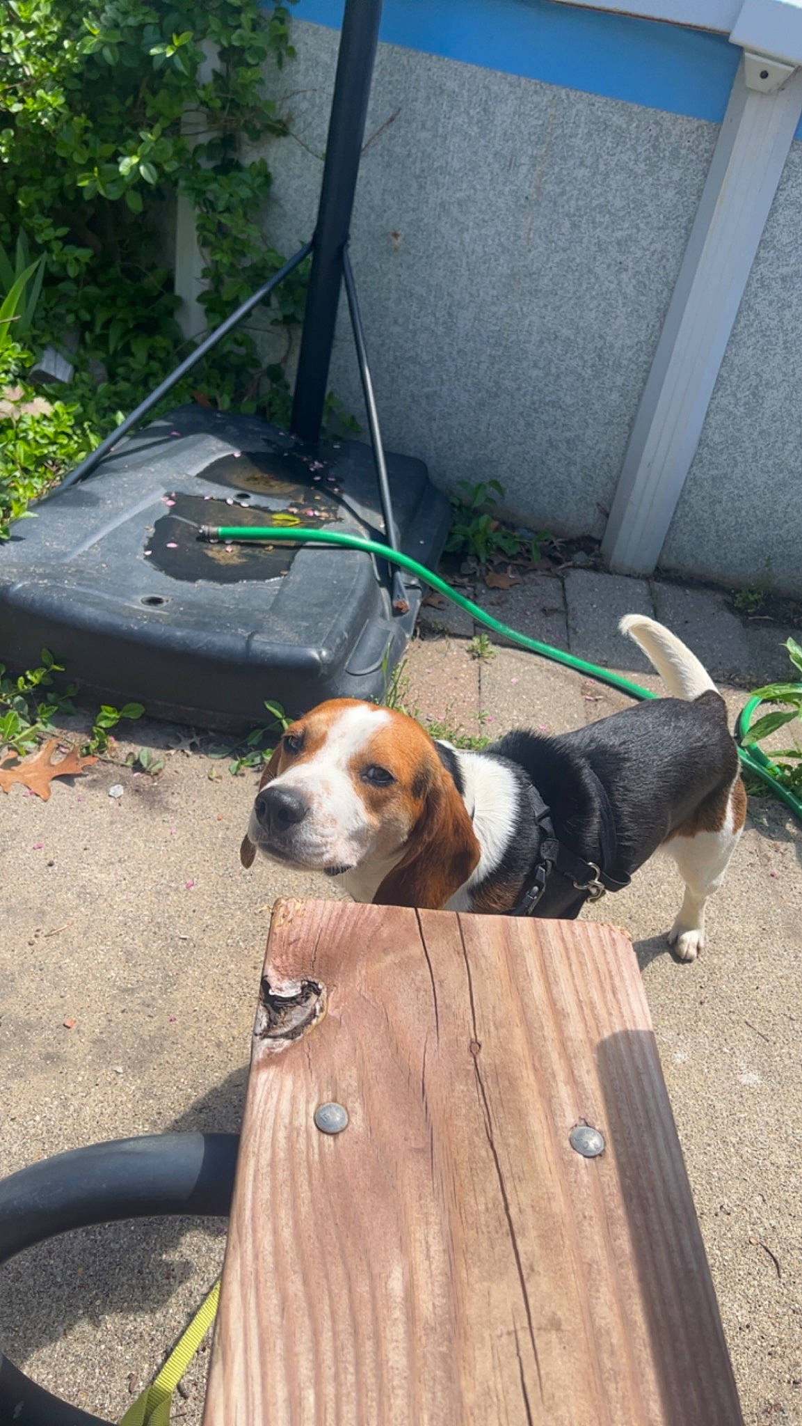 Cheech is registered to the contest to win money with this photo: carnivore, chair, collar, companion_dog, dog, dog_breed, dog_collar, dog_supply, flooring, grass, hardwood, hound, leash, pet_supply, plant, road_surface, scent_hound, sidewalk, wood, working_dog