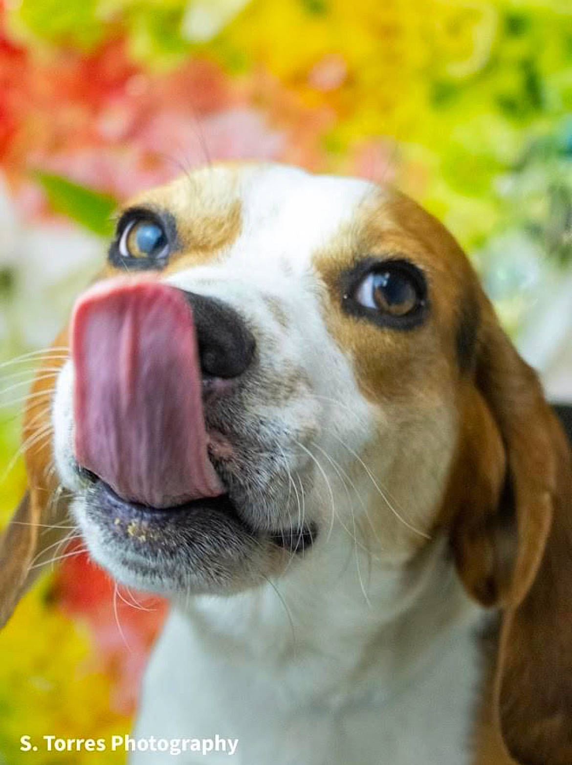 Cheech joined the competition — help win amazing prizes! ancient_dog_breeds, canidae, carnivore, collar, companion_dog, dog, dog_breed, dog_collar, ear, fang, fawn, fur, grass, mammal, pet_supply, snout, sporting_group, terrestrial_animal, whiskers, working_animal