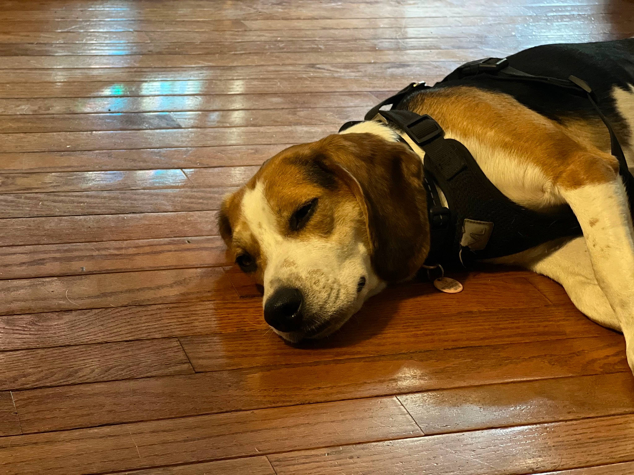 Cheech is registered to the contest to win money with this photo: carnivore, companion_dog, dog, dog_breed, dog_supply, fawn, floor, flooring, fur, hardwood, paw, pet_supply, plank, snout, sporting_group, varnish, wood, wood_flooring, wood_stain, working_animal