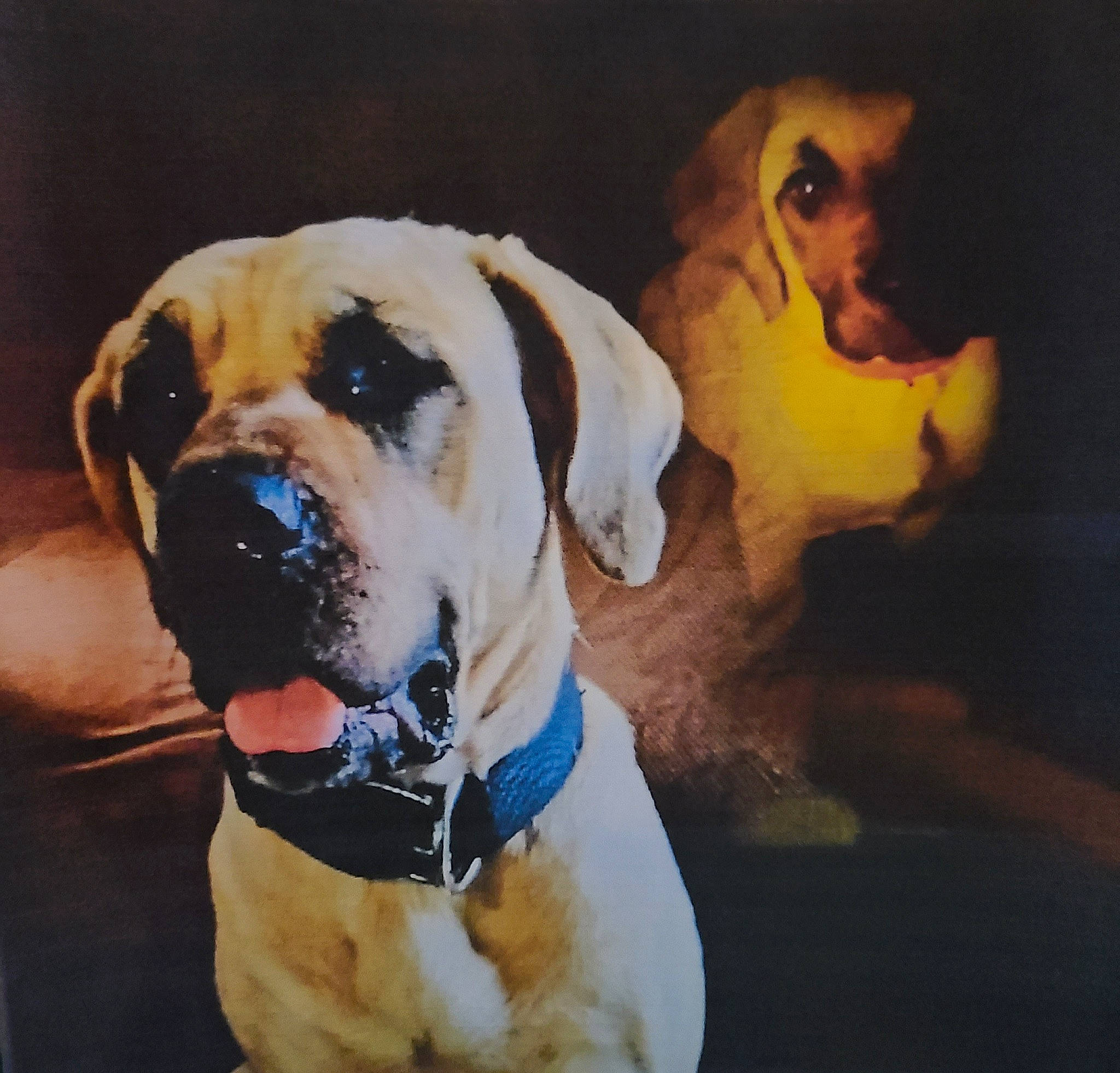 Mallory Knox joined the competition — help win amazing prizes! carnivore, collar, companion_dog, dog, dog_breed, dog_collar, dog_supply, fawn, fur, giant_dog_breed, guard_dog, hunting_dog, leash, paw, pet_supply, snout, sporting_group, whiskers, working_animal, working_dog