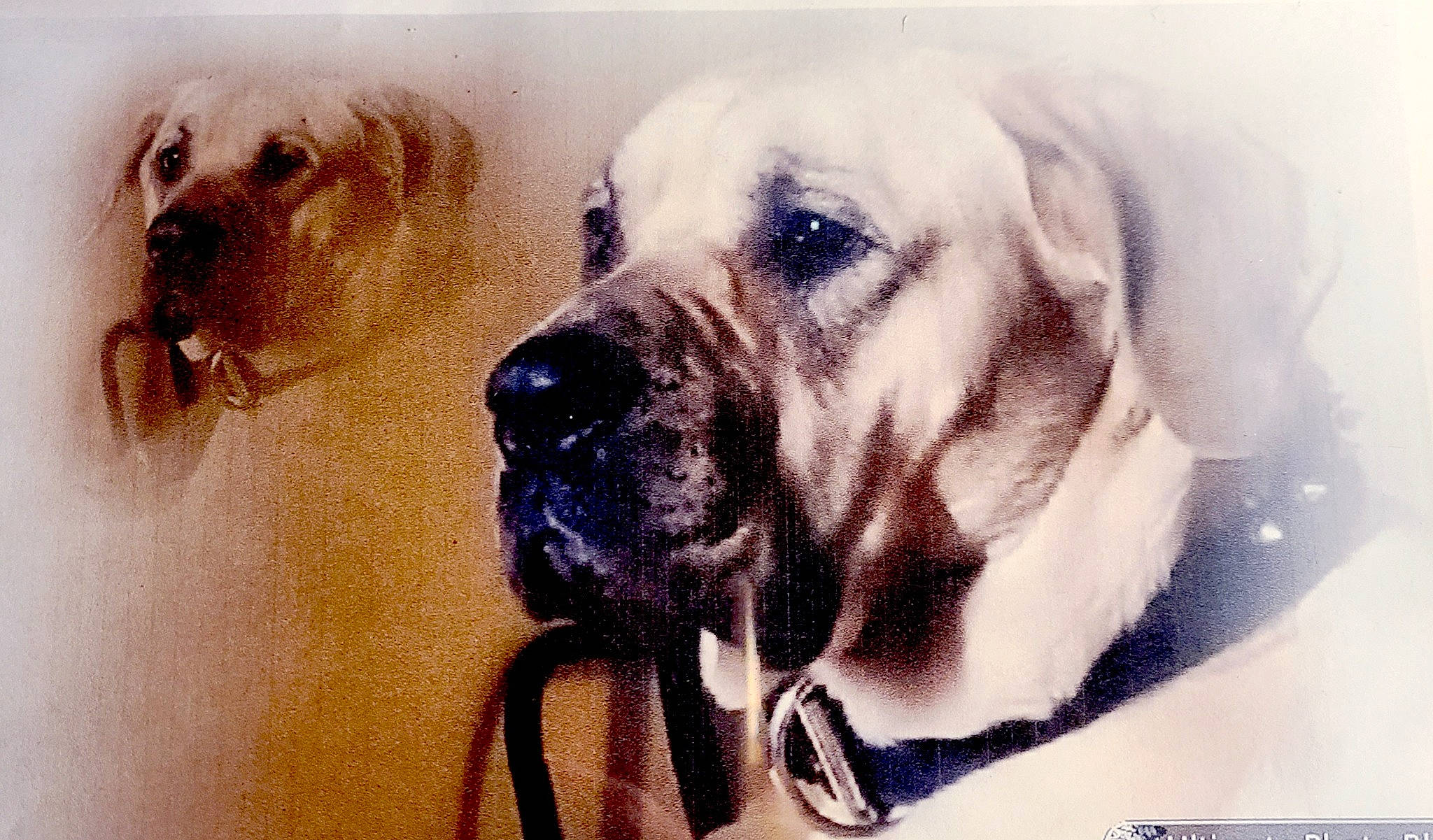 Mallory Knox is registered to the contest to win money with this photo: art, canidae, carnivore, companion_dog, dog, dog_breed, drawing, fawn, font, giant_dog_breed, happy, illustration, paint, painting, pet_supply, snout, sporting_group, watercolor_paint, whiskers, working_animal