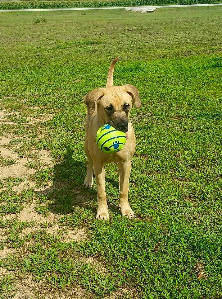 Mallory Knox joined the competition — help win amazing prizes! canidae, carnivore, chair, companion_dog, dog, dog_breed, fawn, garden_hose, grass, grassland, gun_dog, lawn, pasture, plant, soil, sporting_group, tail, working_animal, working_dog, yard