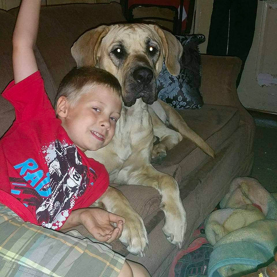 Mallory Knox is registered to the contest to win money with this photo: canidae, carnivore, comfort, companion_dog, couch, dog, dog_breed, fawn, guard_dog, happy, lap, mammal, pattern, plaid, smile, sporting_group, tartan, toddler, vertebrate, working_animal