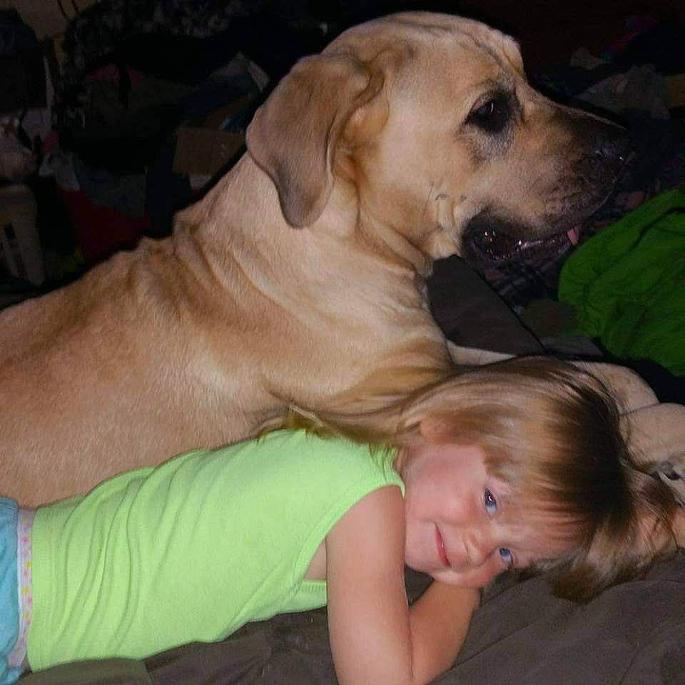 Mallory Knox is registered to the contest to win money with this photo: canidae, carnivore, chair, comfort, companion_dog, dog, dog_breed, dog_supply, fawn, fun, fur, gesture, grass, happy, plant, sitting, sporting_group, toddler