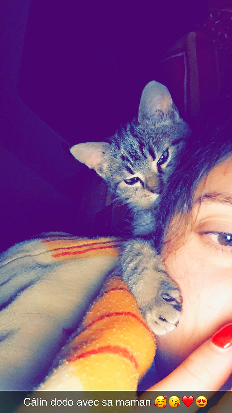 Bambou a rejoint le concours — aidez-le/la à gagner de superbes lots ! asian, beauty, california_spangled, carnivore, cat, domestic_short_haired_cat, dragon_li, ear, european_shorthair, eye, felidae, kitten, nose, pixie_bob, small_to_medium_sized_cats, tabby_cat, whiskers