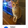 cat, orange_tabby, dresser, television, indoor, furniture, wooden_surface, pet, animal, curious, portrait, screen, button, text, vote, contest, digital_screen, face, animal_portrait, domestic_cat