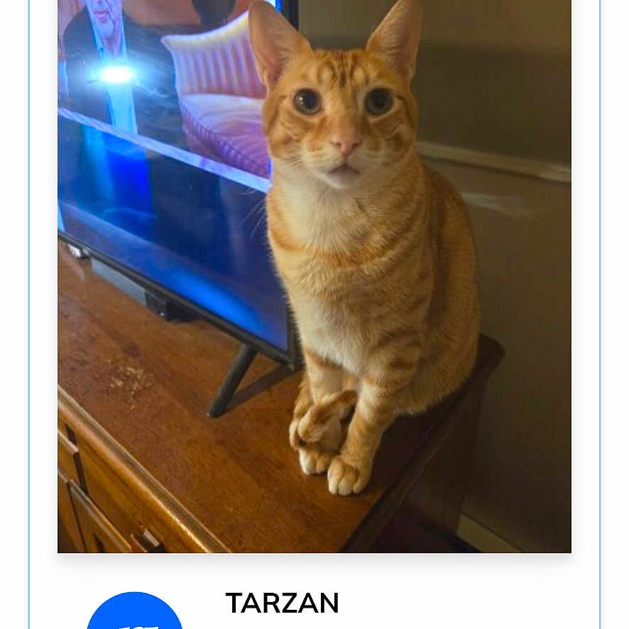 Tarzan