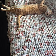 Tarzan is registered to the contest to win money with this photo: animal, cat, comfortable, cozy, cute, domestic_cat, feline, floral_pattern, furniture, ginger_cat, home, indoor, laying_down, pet, quilted_couch, relaxed, resting, stretching, sunlit, tabby