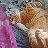 Tarzan joined the competition — help win amazing prizes! animal, bed, blanket, cat, comfort, cozy, cushion, cute, domestic_animal, feline, fur, indoor, lazy, nap, orange_cat, paw, pet, relaxed, resting, sleeping