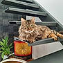 cat, tabby, fluffy, staircase, indoor, plant, decor, patterned_wall, gray, relaxed, feline, houseplant, modern, pet, animal, curious, resting, fur, whiskers, green_eyes