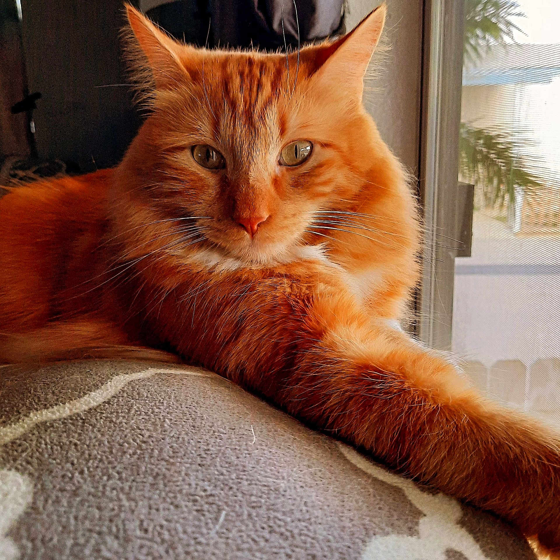 Dodger is registered to the contest to win money with this photo: abyssinian, angora, animal, blanket, cat, citrusfruit, couch, food, fruit, furniture, hardwood, indoors, kitten, manx, orange, pet, plant, pottedplant, produce, wood