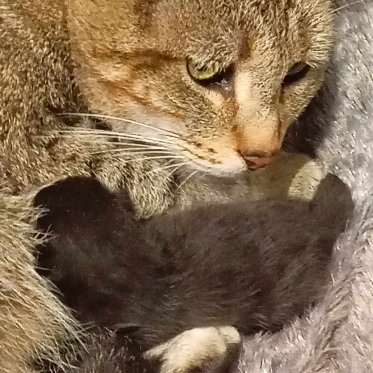 Destiny Bb Venom a rejoint le concours — aidez-le/la à gagner de superbes lots ! abyssinian, animal, cat, egyptiancat, kitten, manx, pet