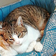 Filou a rejoint le concours — aidez-le/la à gagner de superbes lots ! cat, tabby_cat, pet_bed, blue_bed, sleepy, cozy, feline, animal, domestic_cat, resting, cute, fur, whiskers, paws, indoor, companion, relaxed, mammal, cute_pet, closeup