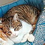 animal, blue_bed, cat, closeup, companion, cozy, cute, cute_pet, domestic_cat, feline, fur, indoor, mammal, paws, pet_bed, relaxed, resting, sleepy, tabby_cat, whiskers