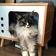 Ulrick a rejoint le concours — aidez-le/la à gagner de superbes lots ! cat, feline, pet, fluffy, gray, white, wooden_floor, cat_house, stretching, indoor, curious, modern_furniture, technology, cables, home, animal, whiskers, paws, fur, face