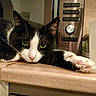cat, black_and_white, paw, kitchen_counter, microwave, measuring_jug, pink_paw_pads, relaxed, indoor, pet, feline, close_up, whiskers, curious_eyes, lying_down, domestic_animal, household, fur, animal, cute