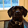 animal, black_dog, brown_eyes, canine, close_up, collar, dog, domestic_animal, door, floor, house, indoor, leash, looking_at_camera, pet, portrait, rug, striped_rug, tile_floor, window