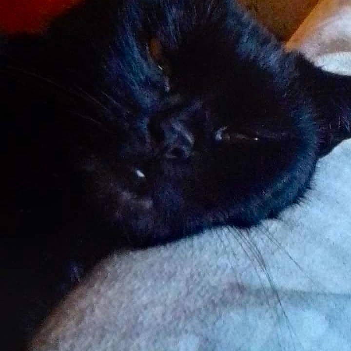 Binky joined the competition — help win amazing prizes! black_cat, bombay, carnivore, cat, claw, cloud, comfort, companion_dog, dog_breed, domestic_short_haired_cat, felidae, fur, nap, paw, sky, small_to_medium_sized_cats, snout, tail, terrestrial_animal, whiskers