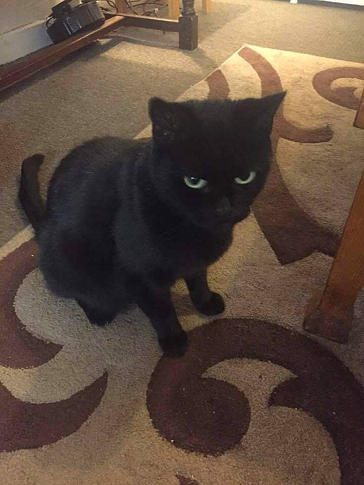 Binky is registered to the contest to win money with this photo: automotive_tire, black_cat, bombay, carnivore, cat, domestic_short_haired_cat, felidae, floor, flooring, fur, grey, light, plant, road_surface, small_to_medium_sized_cats, snapshot, snout, tail, tints_and_shades, whiskers