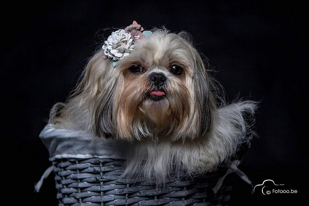 Chanel a rejoint le concours — aidez-le/la à gagner de superbes lots ! canidae, carnivore, companion_dog, dog, dog_breed, dog_supply, fawn, fur, head, liver, mal_shi, maltepoo, shih_poo, shih_tzu, small_terrier, snout, sporting_group, terrier, toy_dog, working_animal