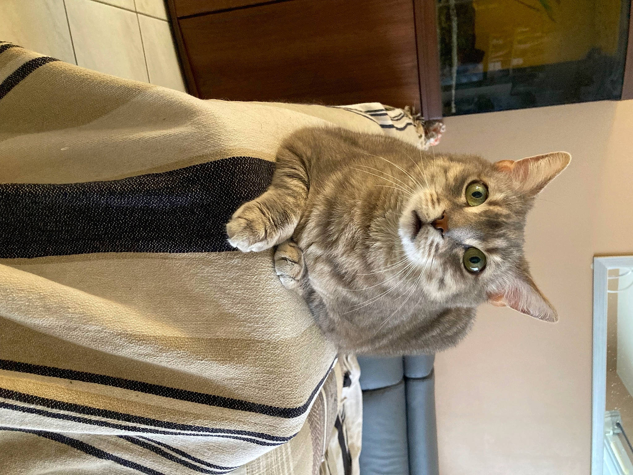 Pacha participe au concours pour gagner de l'argent avec cette photo : bag, carnivore, cat, cat_supply, claw, comfort, domestic_short_haired_cat, fawn, felidae, fur, linens, paw, picture_frame, room, small_to_medium_sized_cats, snout, tail, whiskers, wood