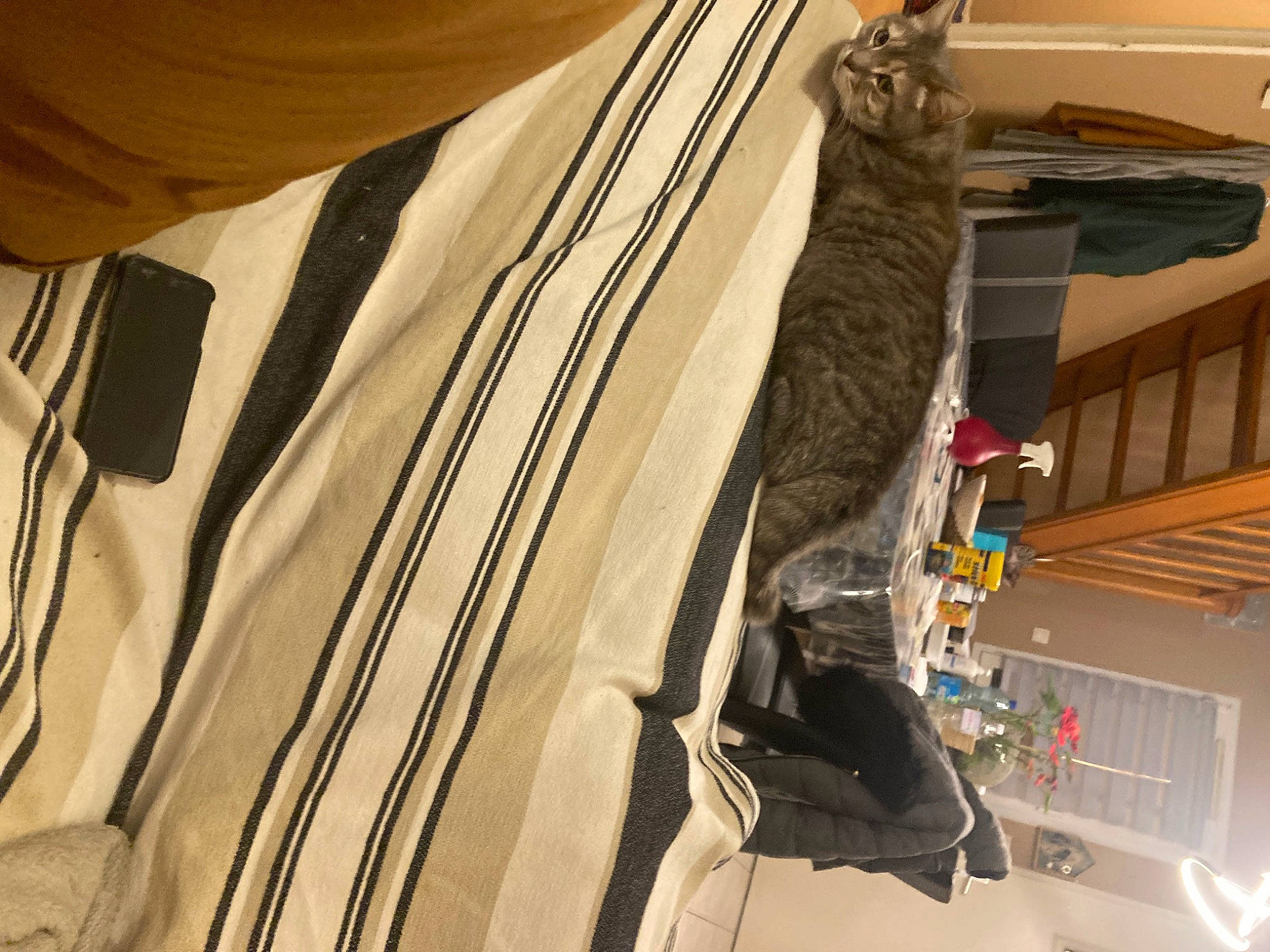 Pacha participe au concours pour gagner de l'argent avec cette photo : bag, building, cat, ceiling, clothes_hanger, domestic_short_haired_cat, electrical_wiring, fashion_design, felidae, fur, linens, pattern, room, sleeve, tail, tints_and_shades, tree, whiskers, window, wood