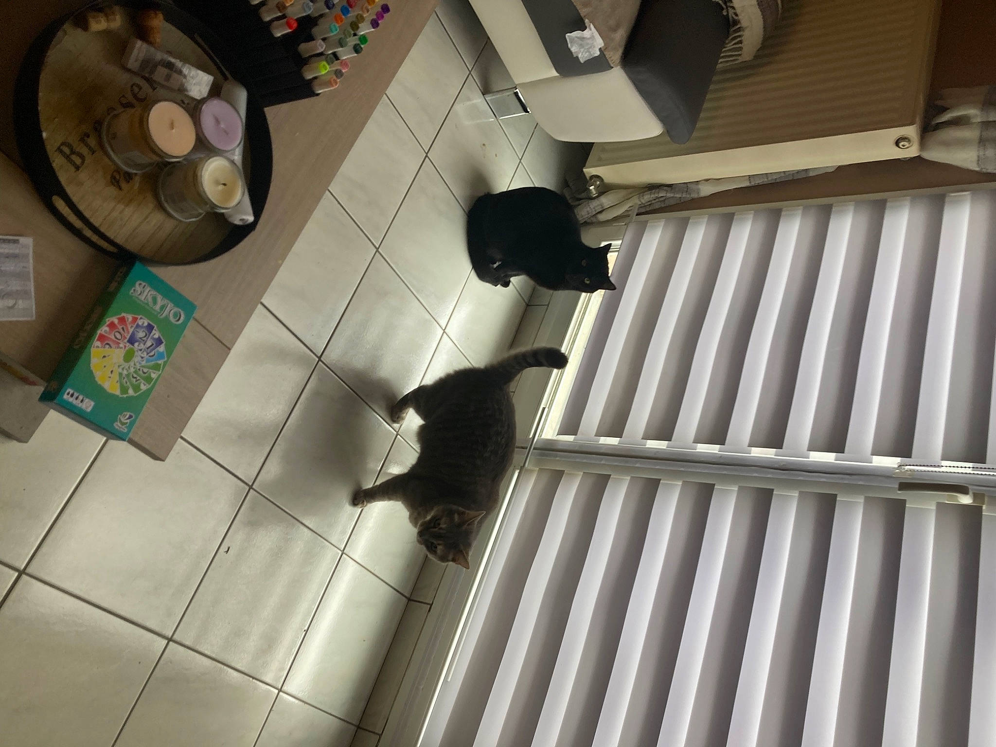 Pacha participe au concours pour gagner de l'argent avec cette photo : cat, ceiling, circle, daylighting, drawer, floor, flooring, handrail, hardwood, laminate_flooring, metal, room, shadow, stairs, table, tail, tile, wood, wood_flooring