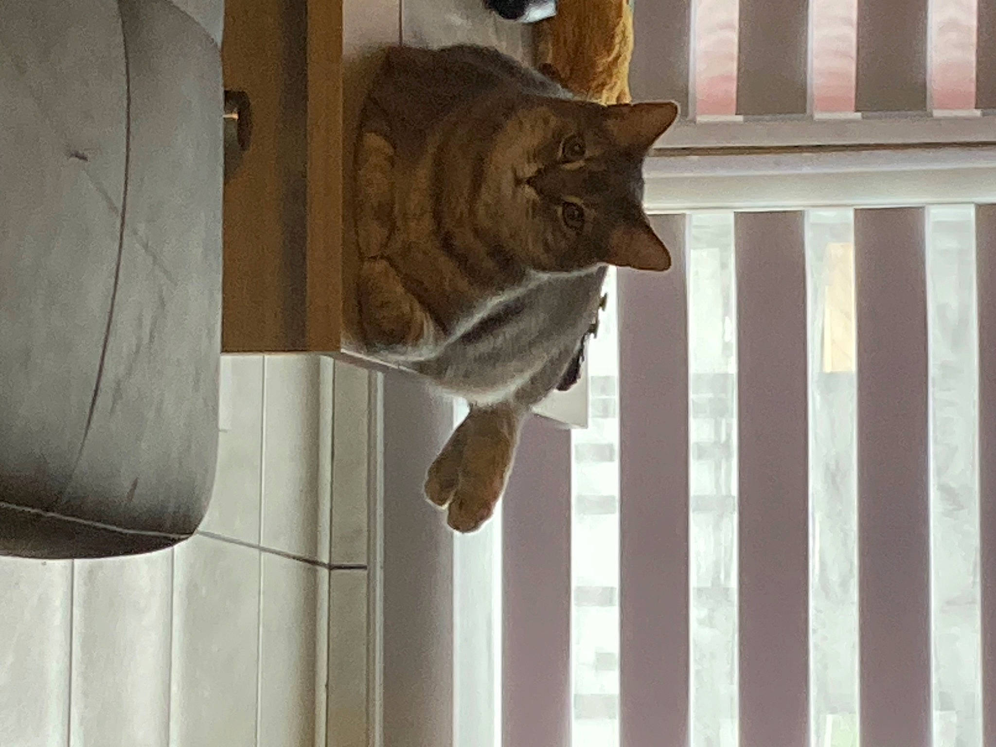 Pacha a rejoint le concours — aidez-le/la à gagner de superbes lots ! carnivore, cat, domestic_short_haired_cat, door, door_handle, felidae, fence, fur, metal, pattern, sculpture, shadow, small_to_medium_sized_cats, snout, statue, tail, whiskers, window, wood, wood_stain