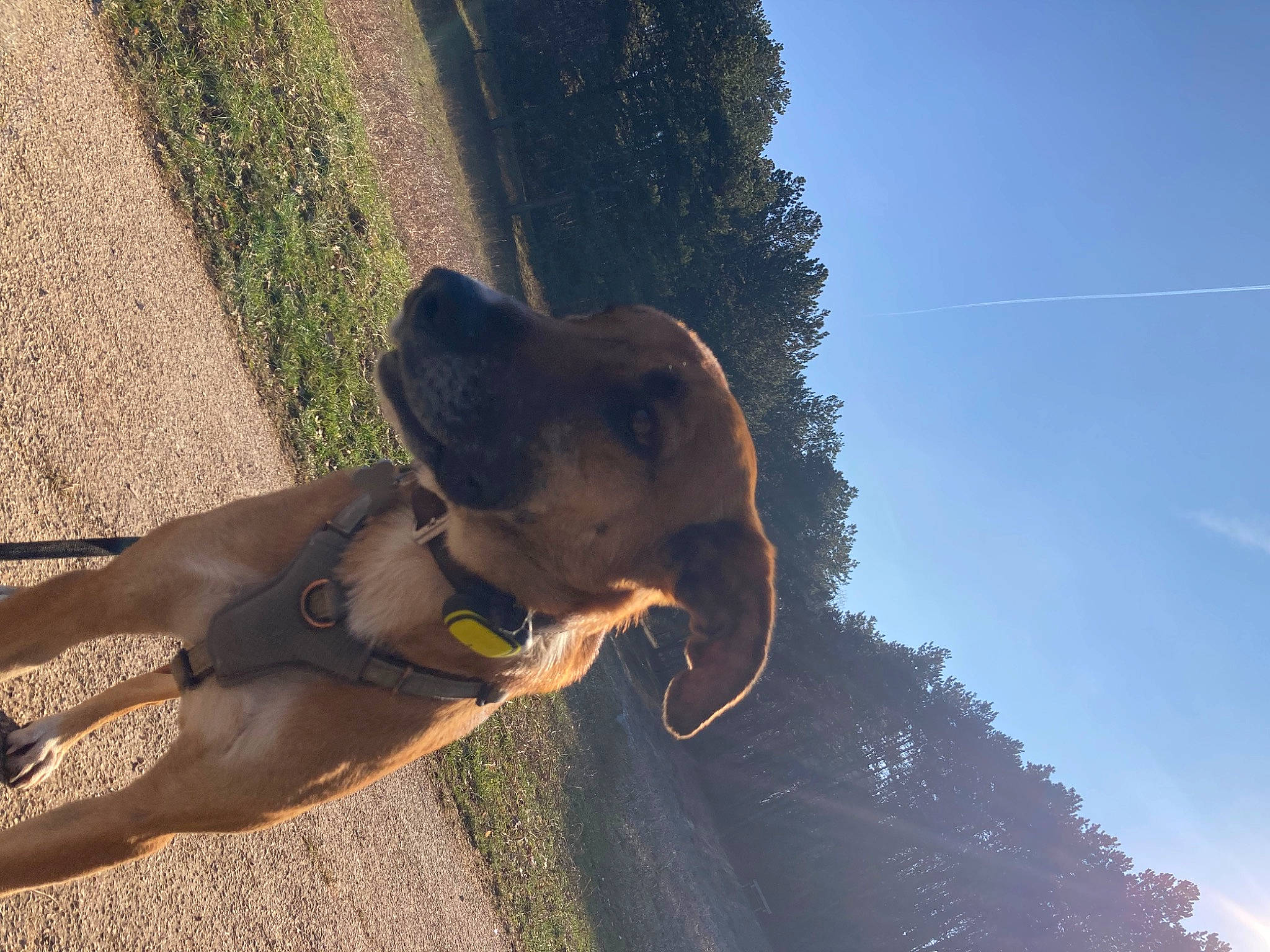 Sultan participe au concours pour gagner de l'argent avec cette photo : carnivore, collar, companion_dog, dog, dog_breed, dog_collar, fashion_accessory, fawn, fun, guard_dog, leash, personal_protective_equipment, pet_supply, plant, sky, sporting_group, sunlight, terrestrial_animal, tree, working_animal