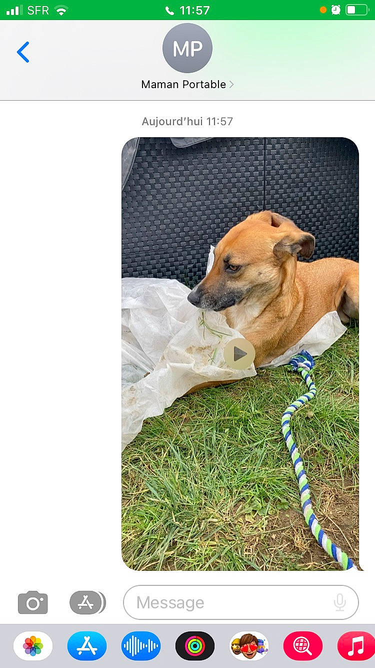 Sultan a rejoint le concours — aidez-le/la à gagner de superbes lots ! carnivore, collar, companion_dog, dog, dog_breed, dog_collar, dog_supply, fawn, font, internet_meme, linens, paw, pet_supply, photo_caption, rectangle, screenshot, terrestrial_animal, working_animal