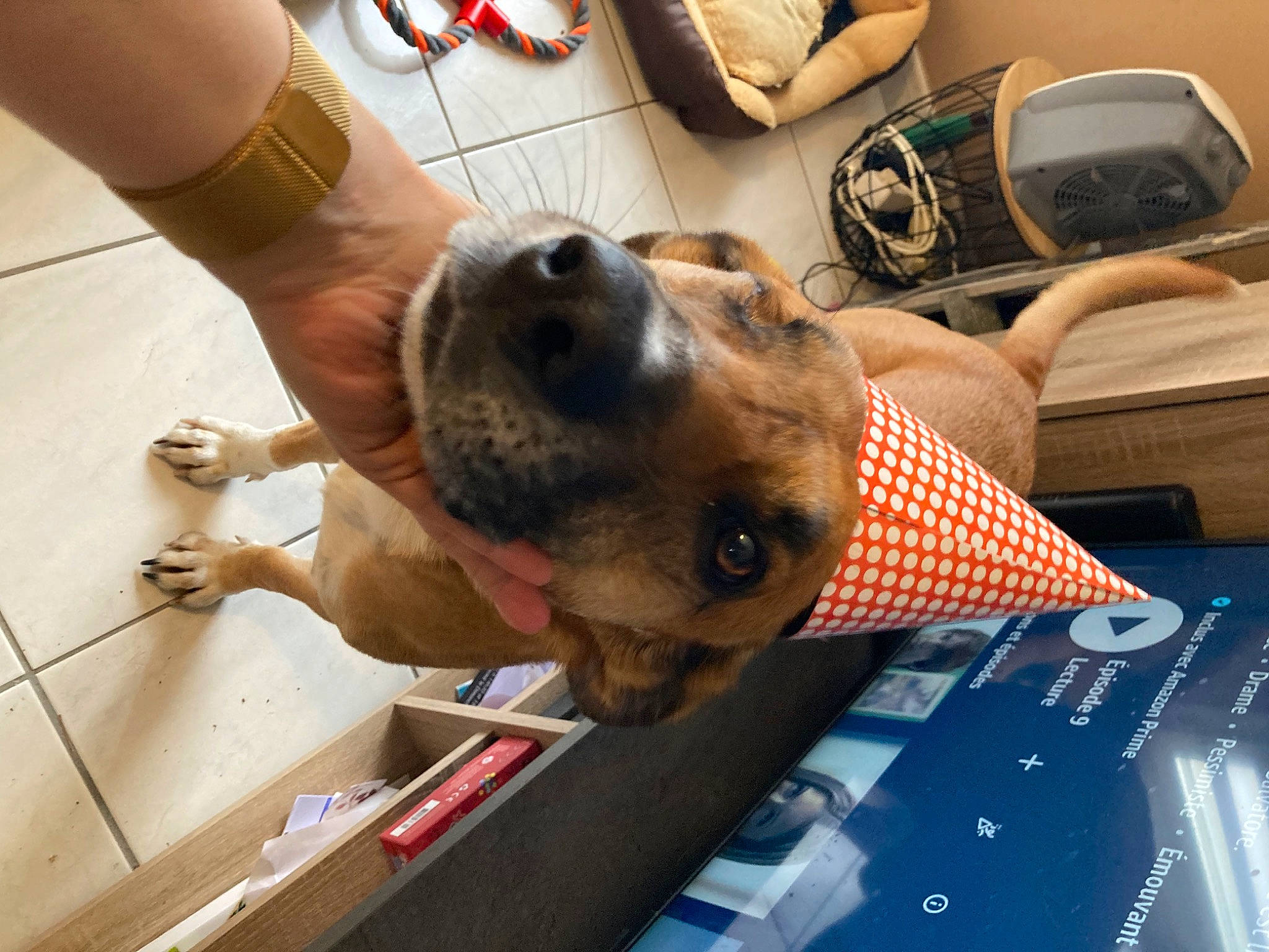 Sultan participe au concours pour gagner de l'argent avec cette photo : canidae, carnivore, collar, companion_dog, dog, dog_breed, eyewear, fawn, flooring, fur, human_leg, mechanical_fan, nail, pattern, personal_protective_equipment, selfie, snout, sporting_group, working_animal, wrist