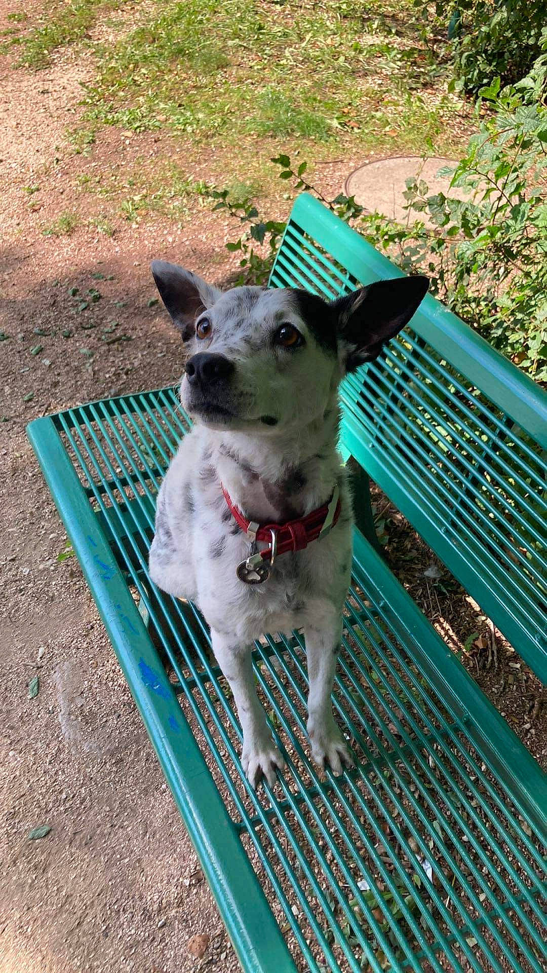 Igor a rejoint le concours — aidez-le/la à gagner de superbes lots ! canidae, carnivore, collar, companion_dog, dog, dog_breed, dog_collar, dog_supply, fawn, grass, non_sporting_group, outdoor_furniture, pet_supply, plant, snout, sporting_group, tail, wood, working_animal, working_terrier