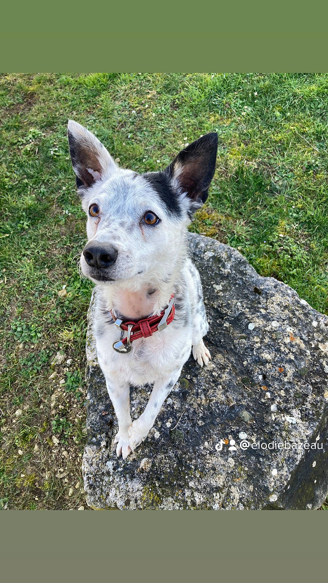 Igor a rejoint le concours — aidez-le/la à gagner de superbes lots ! canidae, carnivore, collar, companion_dog, dog, dog_breed, dog_collar, grass, plant, rectangle, snout, sporting_group, working_animal