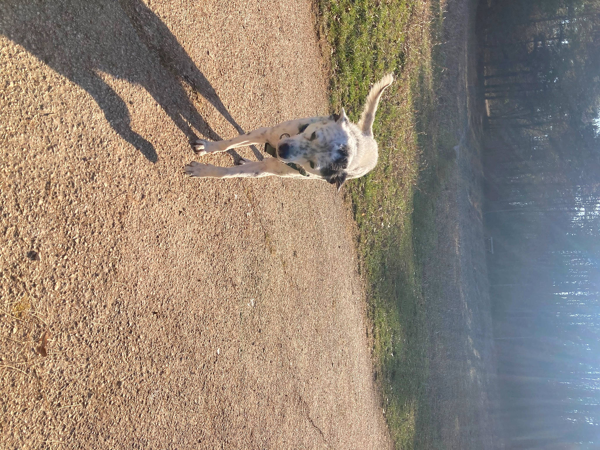 Igor a rejoint le concours — aidez-le/la à gagner de superbes lots ! asphalt, automotive_tire, carnivore, concrete, dog, dog_breed, grass, landscape, plant, road_surface, rock, shadow, sidewalk, soil, sporting_group, tail, tire, tree, water, wood