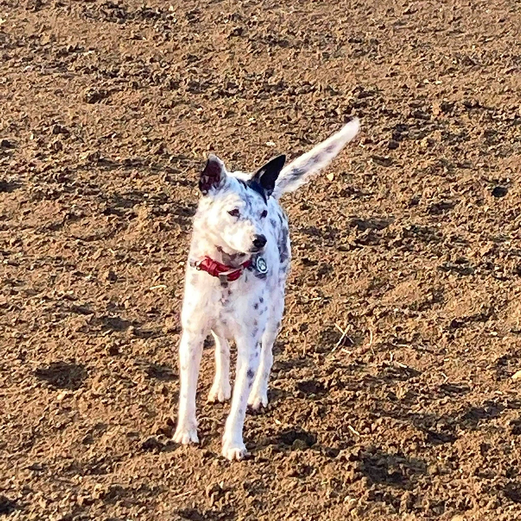 Igor a rejoint le concours — aidez-le/la à gagner de superbes lots ! canidae, carnivore, companion_dog, dog, dog_breed, dog_supply, grass, hunting_dog, landscape, non_sporting_group, sand, snout, soil, sporting_group, tail, walking, working_animal, working_dog
