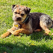 Arry a rejoint le concours — aidez-le/la à gagner de superbes lots ! animal, black_fur, bone, brown_fur, canine, chewing, collar, daylight, dog, ears, grass, muzzle, nature, outdoor, paw, pet, playing, relaxed, small_dog, sunlight