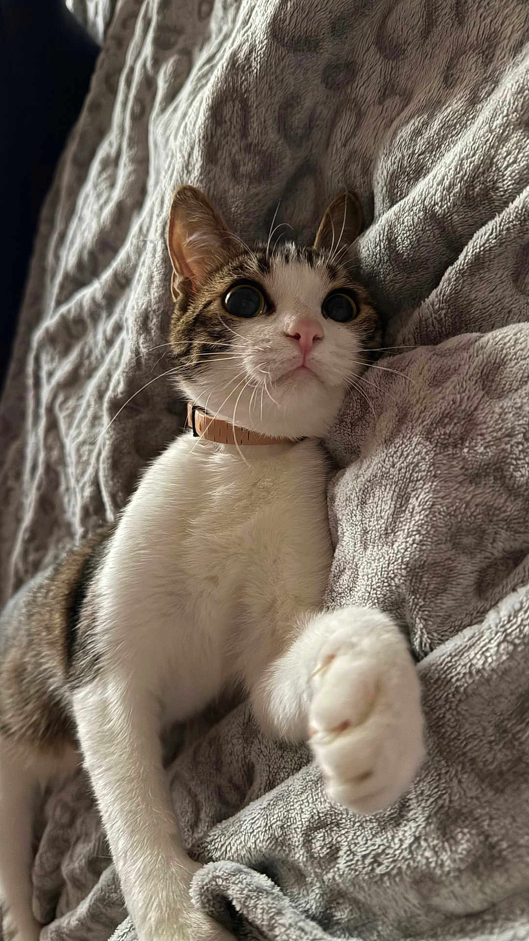 Maddy participe au concours pour gagner de l'argent avec cette photo : cat, pet, feline, tabby, white_fur, pink_nose, wide_eyes, paw, collar, blanket, soft_texture, indoor, cute, curious, resting, animal, whiskers, closeup, domestic_cat, cozy