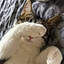 Maddy participe au concours pour gagner de l'argent avec cette photo : cat, feline, pet, paw, fur, cute, sleeping, bed, blanket, striped, white, brown, tabby, animal, relaxing, close_up, indoor, soft, whiskers, napping