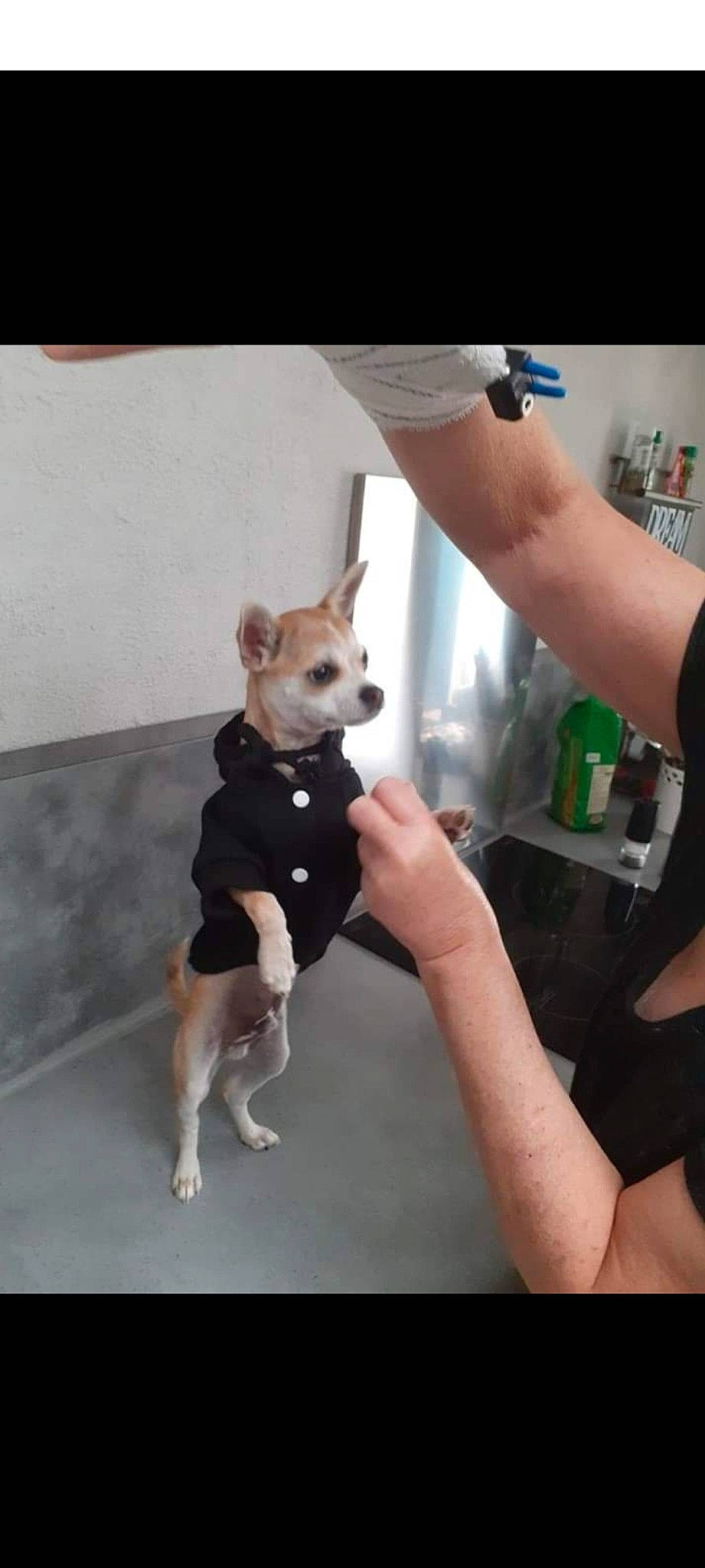 Loocky participe au concours pour gagner de l'argent avec cette photo : canidae, carnivore, chihuahua, companion_dog, dog, dog_breed, dog_collar, fawn, gesture, leg, nail, sleeve, sporting_group, t_shirt, tail, terrier, thumb, toy_dog, working_animal, wrist