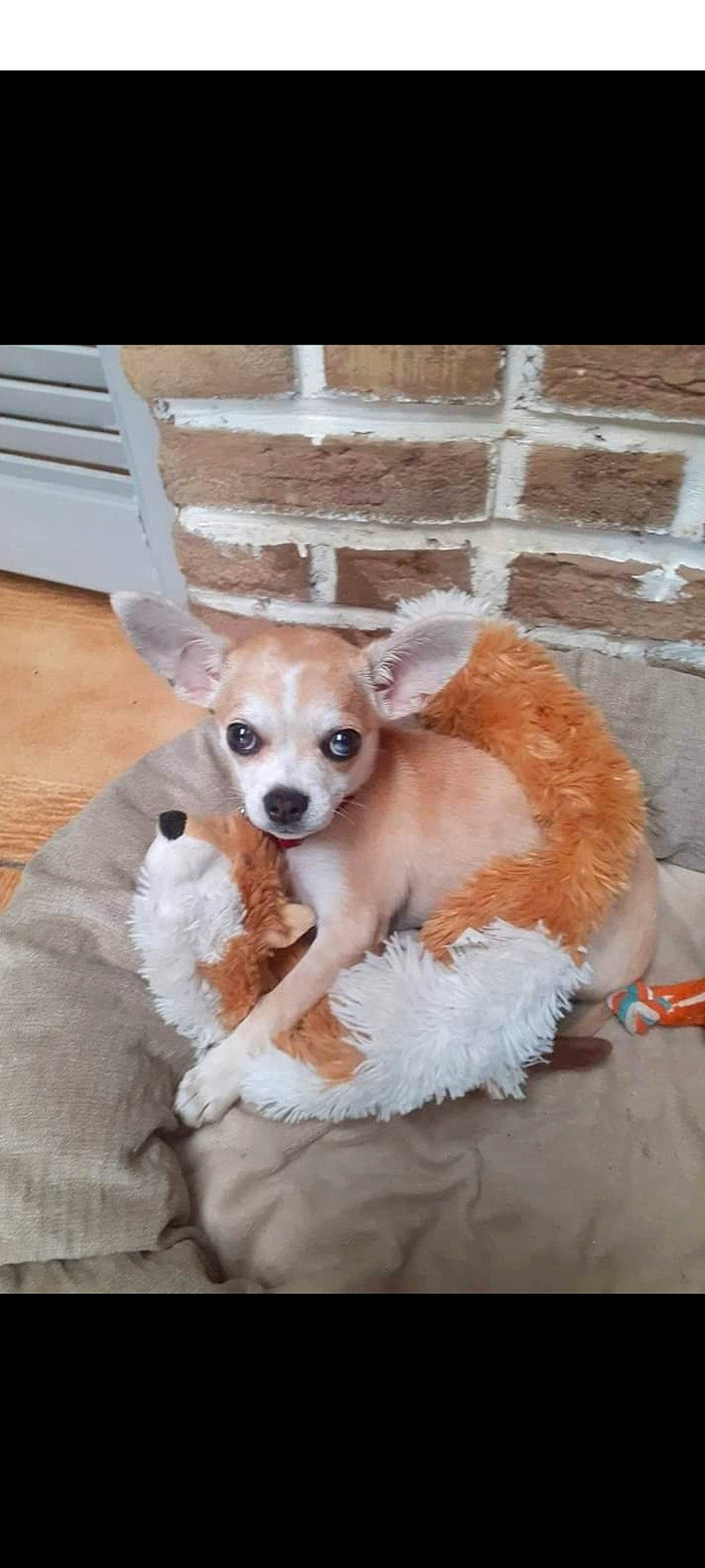 Loocky participe au concours pour gagner de l'argent avec cette photo : canidae, carnivore, chihuahua, collar, companion_dog, corgi_chihuahua, dog, dog_breed, dog_supply, ear, fawn, fur, kitchen_utensil, non_sporting_group, paw, sporting_group, tail, toy_dog, whiskers, working_animal