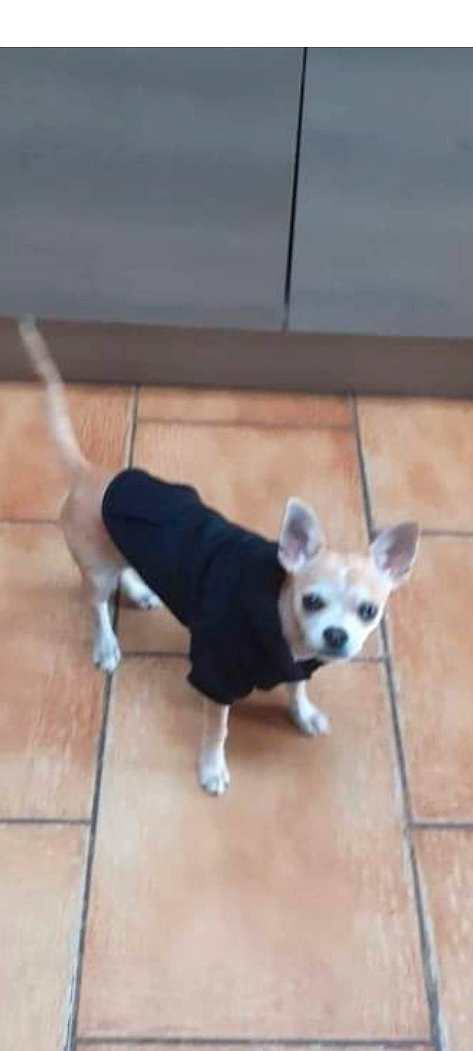 Loocky a rejoint le concours — aidez-le/la à gagner de superbes lots ! ancient_dog_breeds, carnivore, chihuahua, collar, companion_dog, dog, dog_breed, dog_collar, dog_supply, floor, flooring, fur, hardwood, pet_supply, tail, terrestrial_animal, toy_dog, wood, wood_flooring, working_animal