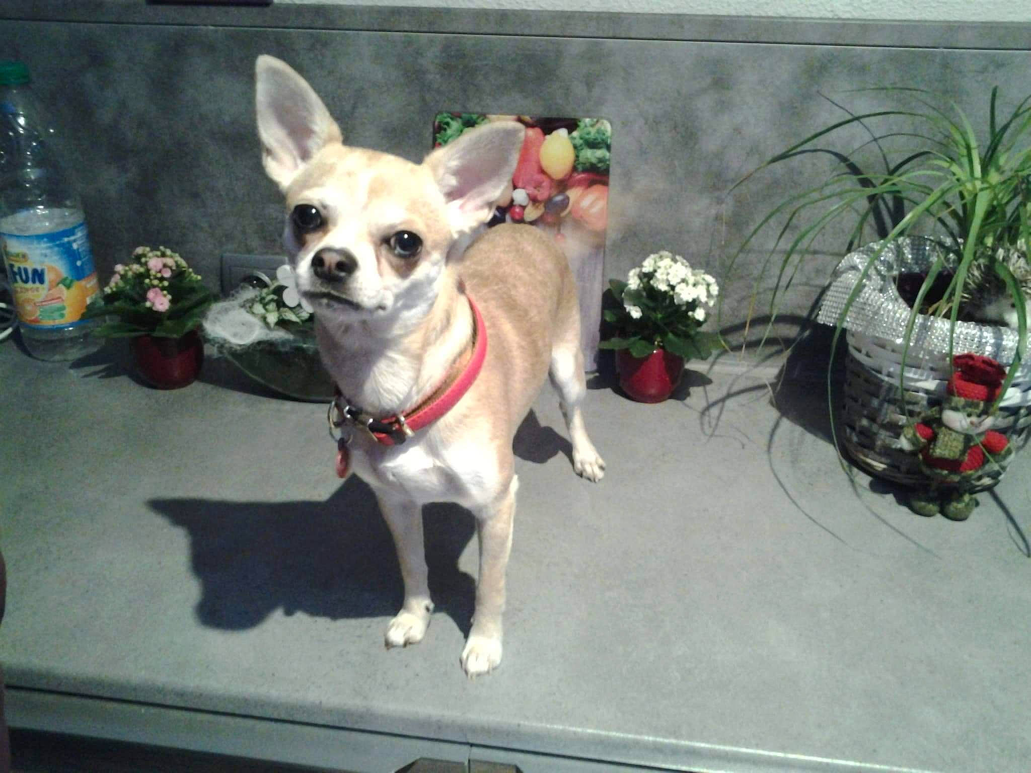 Loocky participe au concours pour gagner de l'argent avec cette photo : bottle, carnivore, chihuahua, collar, companion_dog, dog, dog_breed, dog_clothes, dog_supply, eyewear, fawn, flowerpot, houseplant, leash, pet_supply, plant, sunglasses, toy_dog, water_bottle, working_animal