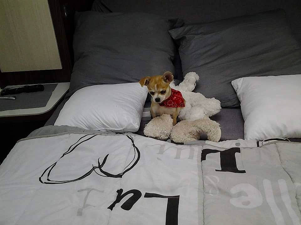 Loocky a rejoint le concours — aidez-le/la à gagner de superbes lots ! bed, bed_frame, bedding, carnivore, comfort, companion_dog, couch, dog, duvet, fawn, flooring, fur, furniture, grey, linens, pillow, room, throw_pillow, toy, wood