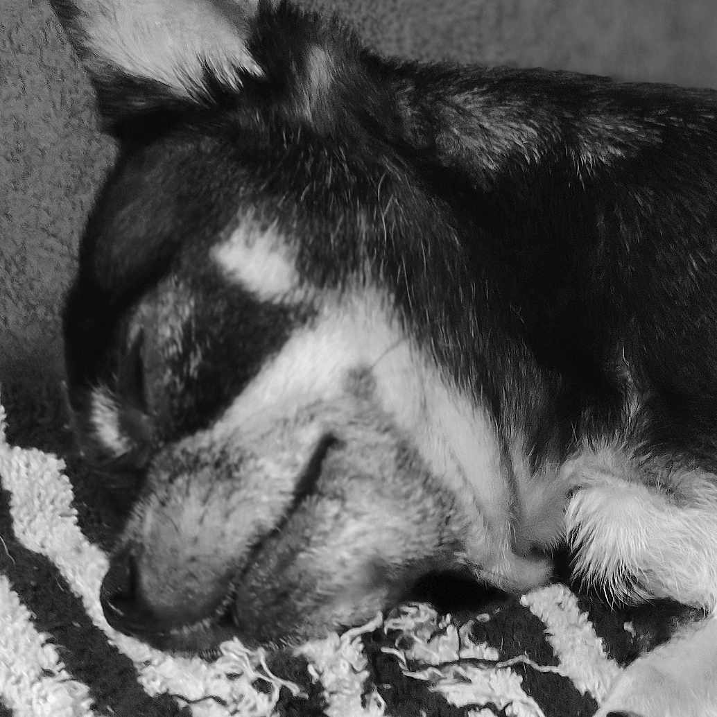 Nell a rejoint le concours — aidez-le/la à gagner de superbes lots ! dog, sleeping, close_up, black_and_white, paw, fur, texture, blanket, striped, relaxation, pet, canine, cozy, rest, animal, domestic, indoor, quiet, peaceful, portrait